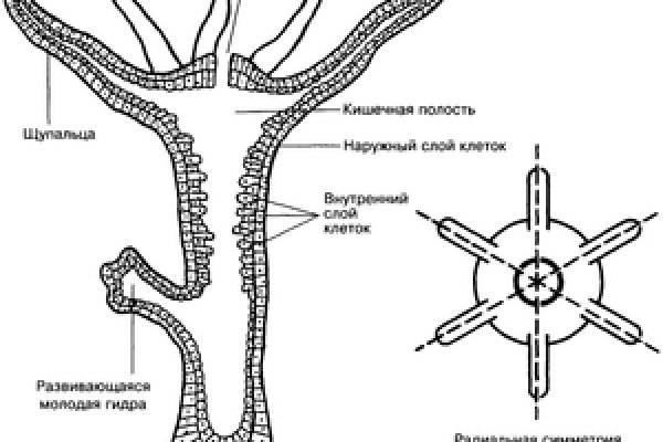 Рабочий сайт kraken