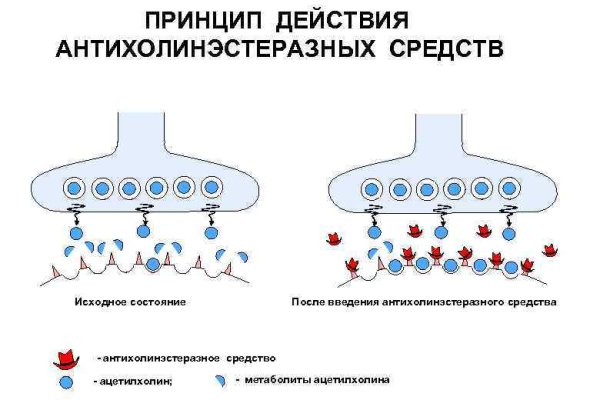 Кракен актуальная ссылка kraken torion net